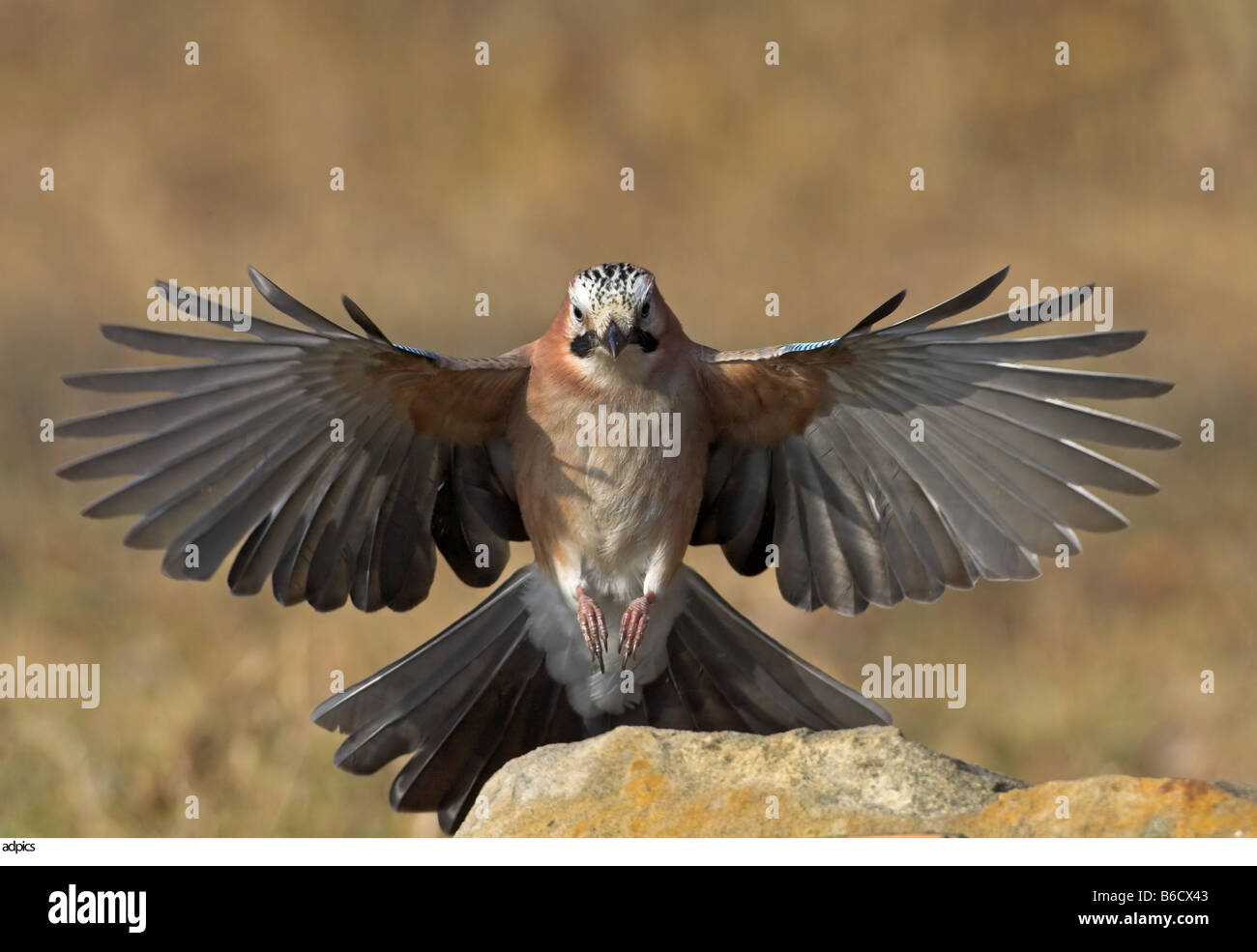 Nahaufnahme der Vogel seine Flügel ausbreitet Stockfoto