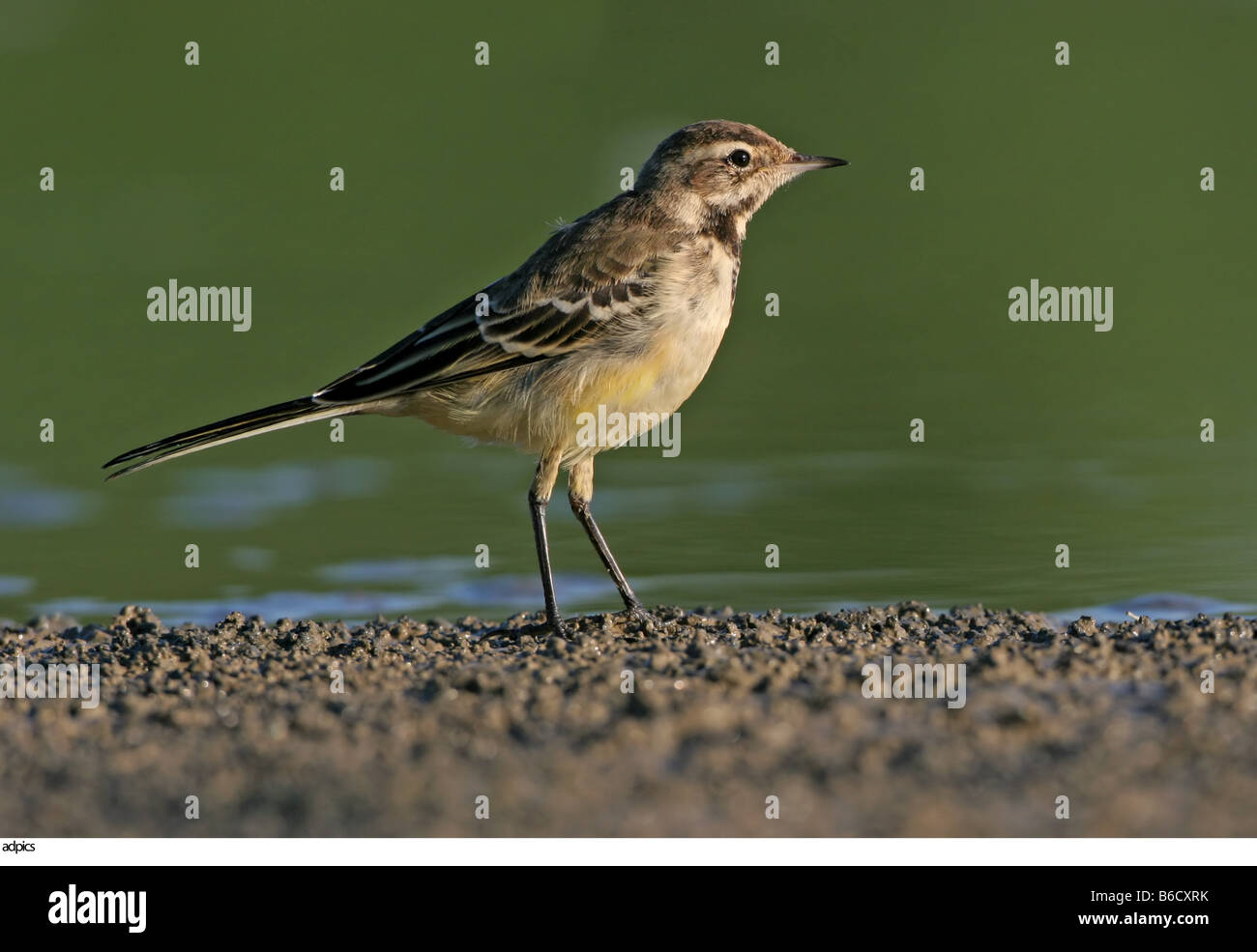 Nahaufnahme der Vogel am Ufer Stockfoto