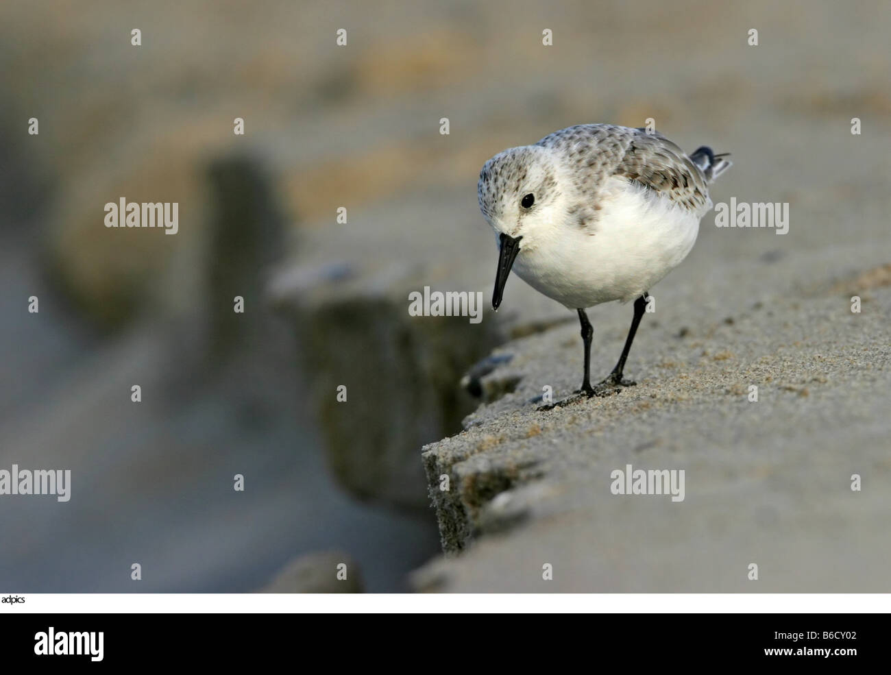 Nahaufnahme der Vogel Nahrungssuche auf Sedimentgestein Stockfoto