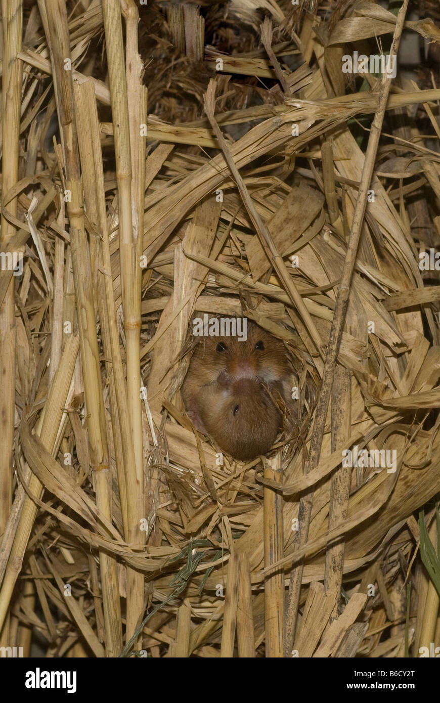 Maus (Micromys Minutus) am Nest mit jungen zu ernten. Stockfoto