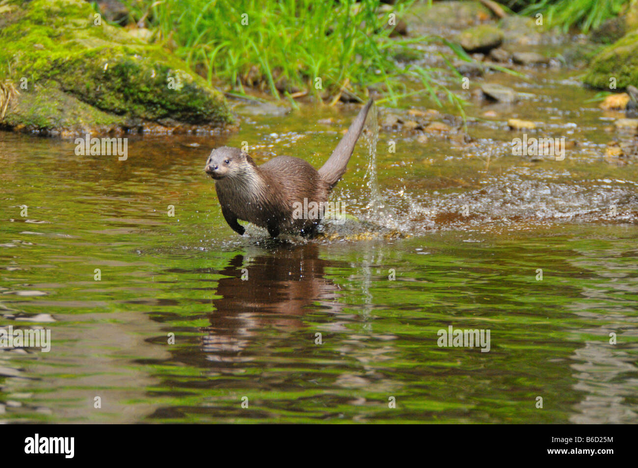 Europäischen Fischotter (Lutra Lutra) laufen im Wasser Stockfoto