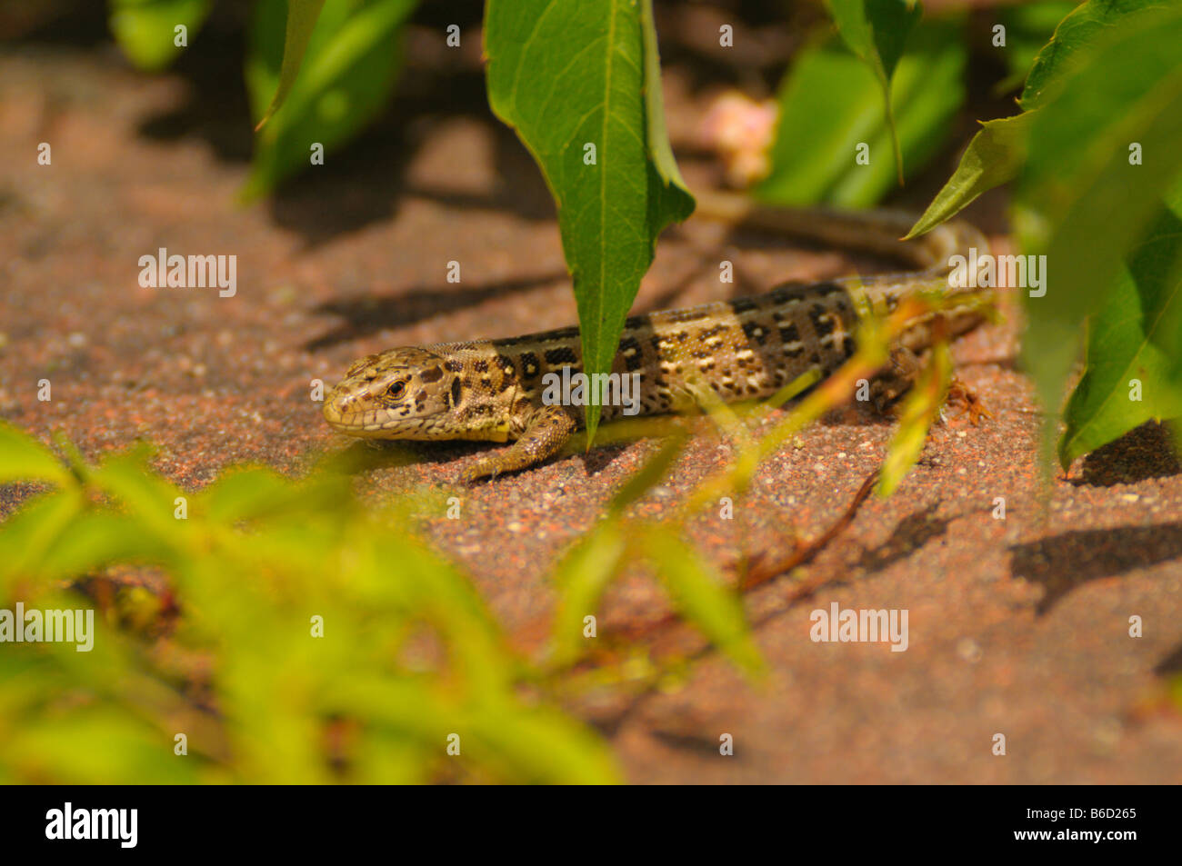 Erhöhte Ansicht der Zauneidechse (Lacerta Agilis), Deutschland Stockfoto