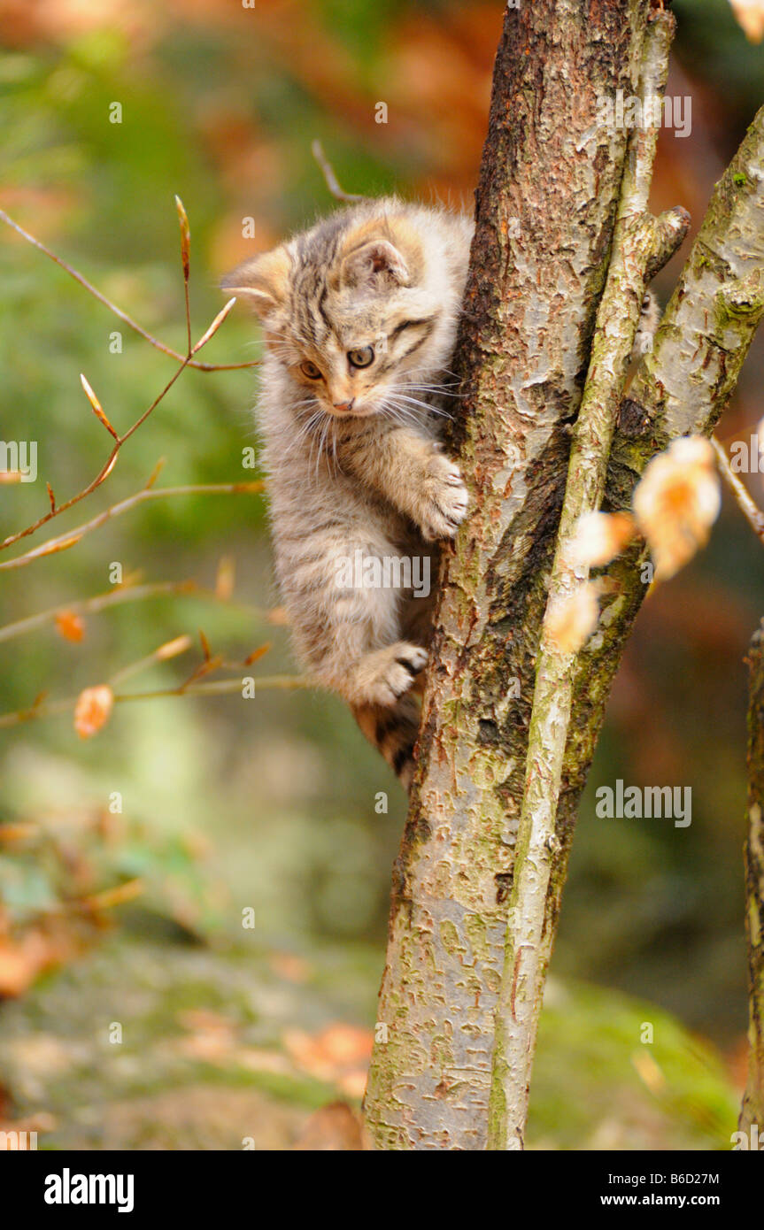 Nahaufnahme der Wildkatze (Felis Silvestris) Kätzchen auf Baum klettern Stockfoto