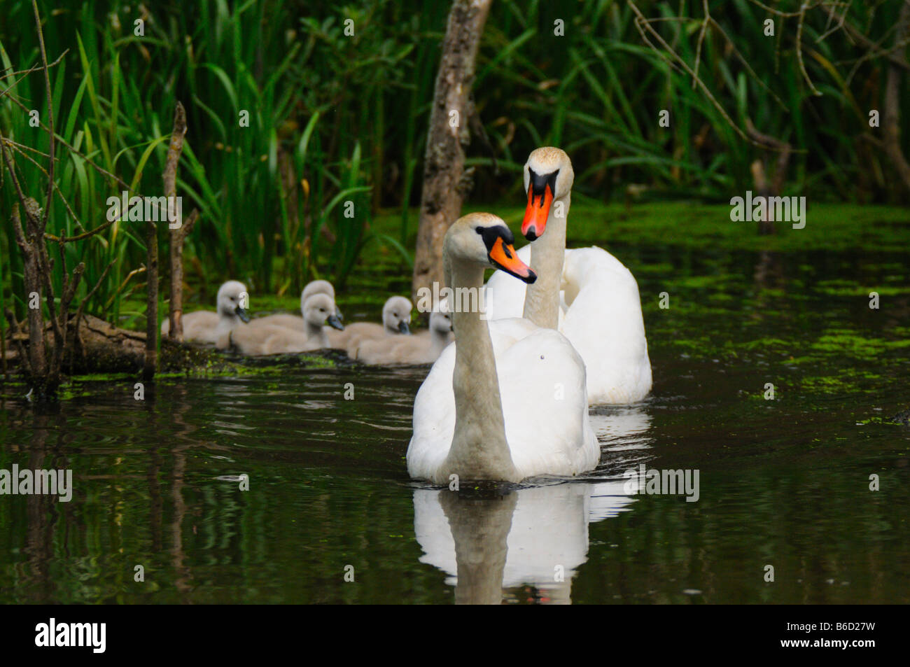 Singschwäne (Cygnus Cygnus) mit Cygnets Baden im Teich Stockfoto