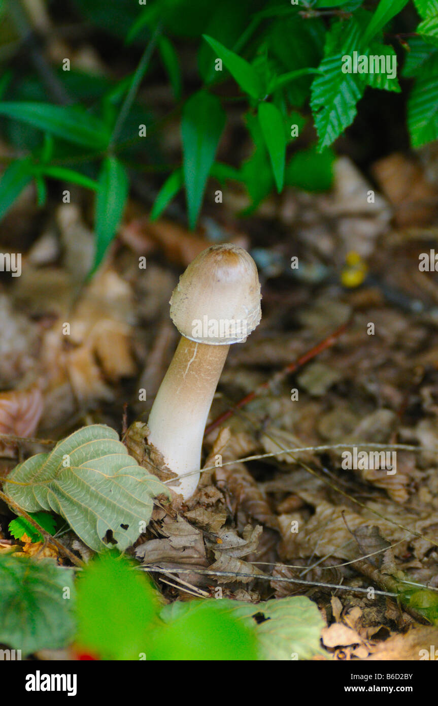 Sonnenschirm Pilzzucht (Macrolepiota Procera) im Feld Stockfoto