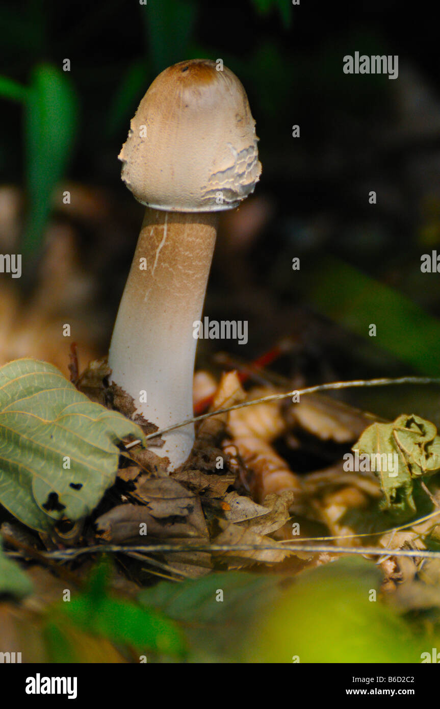 Sonnenschirm Pilzzucht (Macrolepiota Procera) im Feld Stockfoto