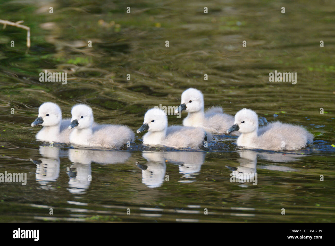 Whooper Schwan (Cygnus Cygnus) Cygnets Schwimmen im See Stockfoto