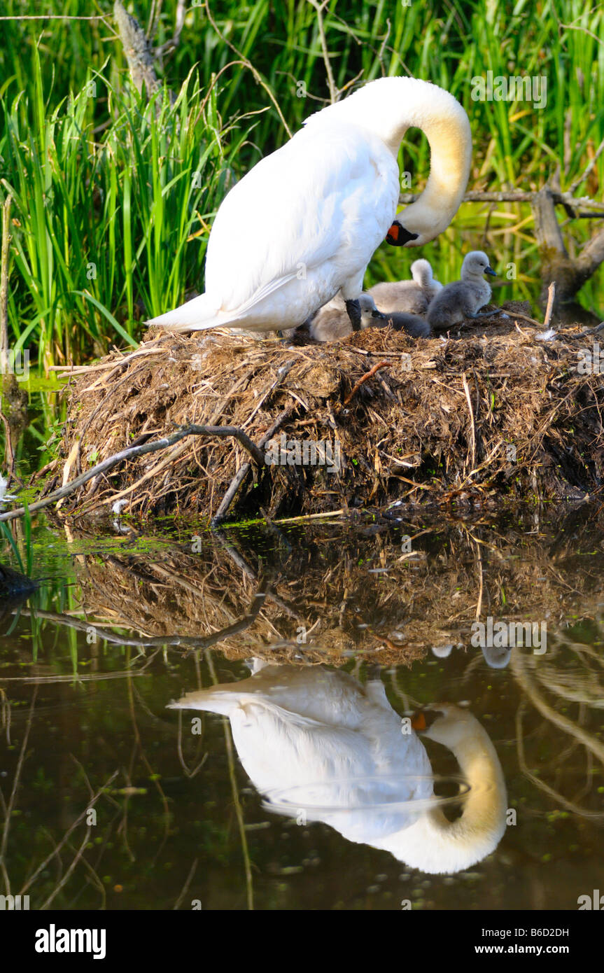 Höckerschwan (Cygnus Olor) mit seiner Cygnets im nest Stockfoto