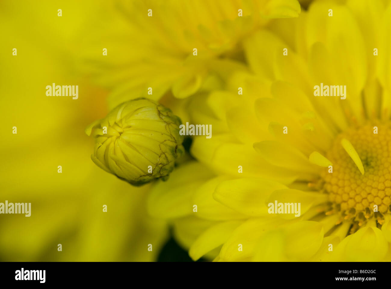 Leuchtend gelbe ungeöffneter und geöffneter Chrysantheme. Stockfoto