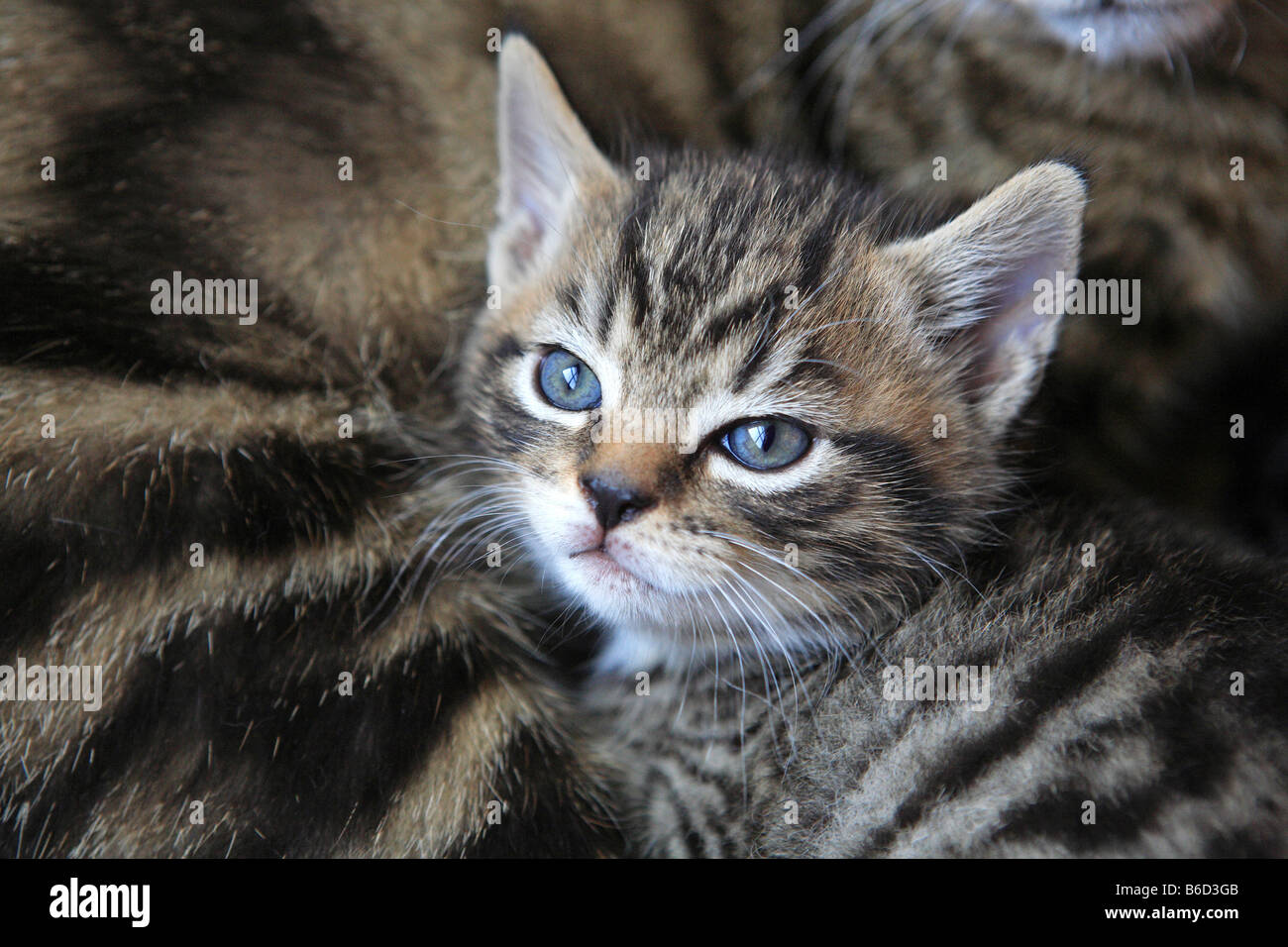 Katzen, Kätzchen und Mama Stockfoto