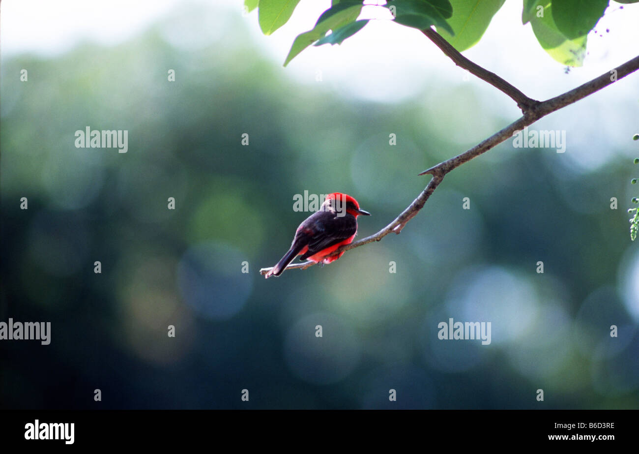 Winzige Zinnober Fliegenfänger (Pyrocephalus Rubinus) thront auf dem Ast eines Baumes im Dorf von Crooked Tree, Belize. Stockfoto