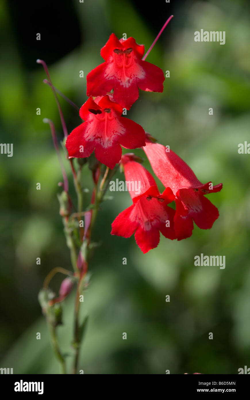 PENSTEMON "LE PHARE" Stockfoto