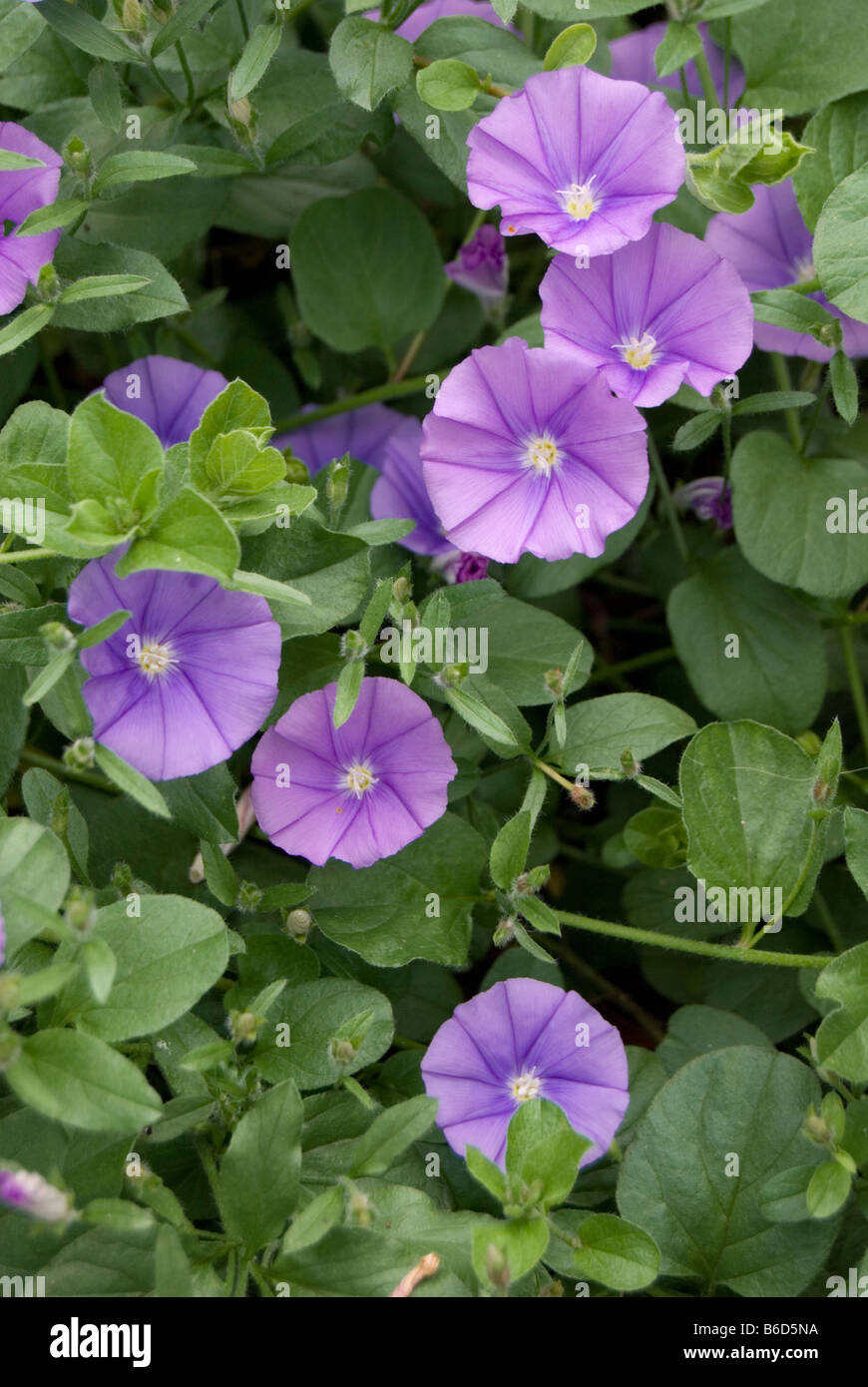 Convolvulus Sabatius Ssp mauritanicus Stockfoto