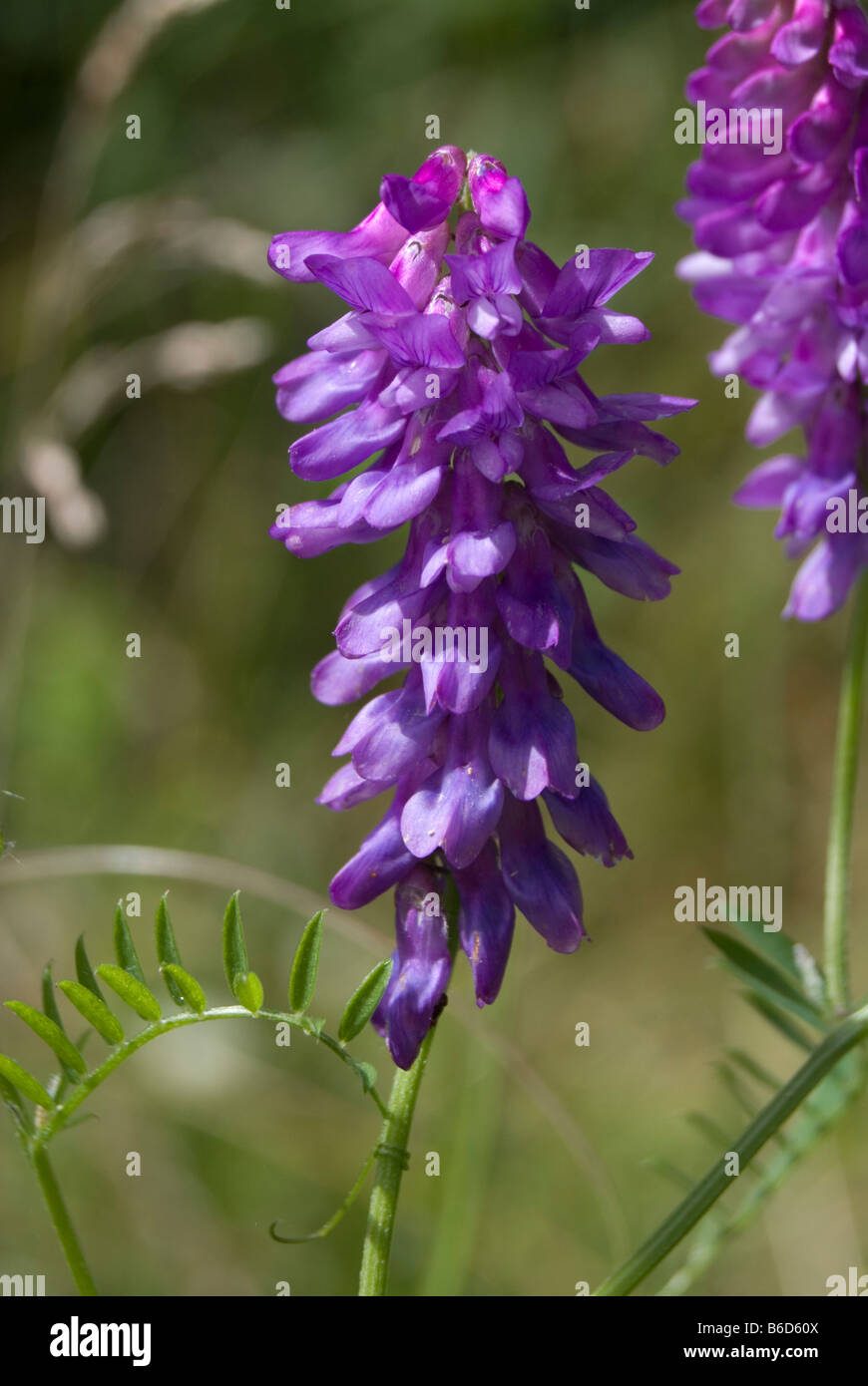 Vicia Cracca, getuftete Wicke Stockfoto