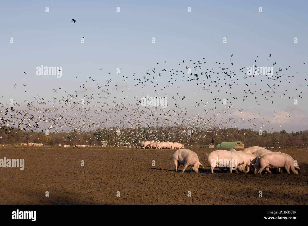 Schweinefarm Stockfoto