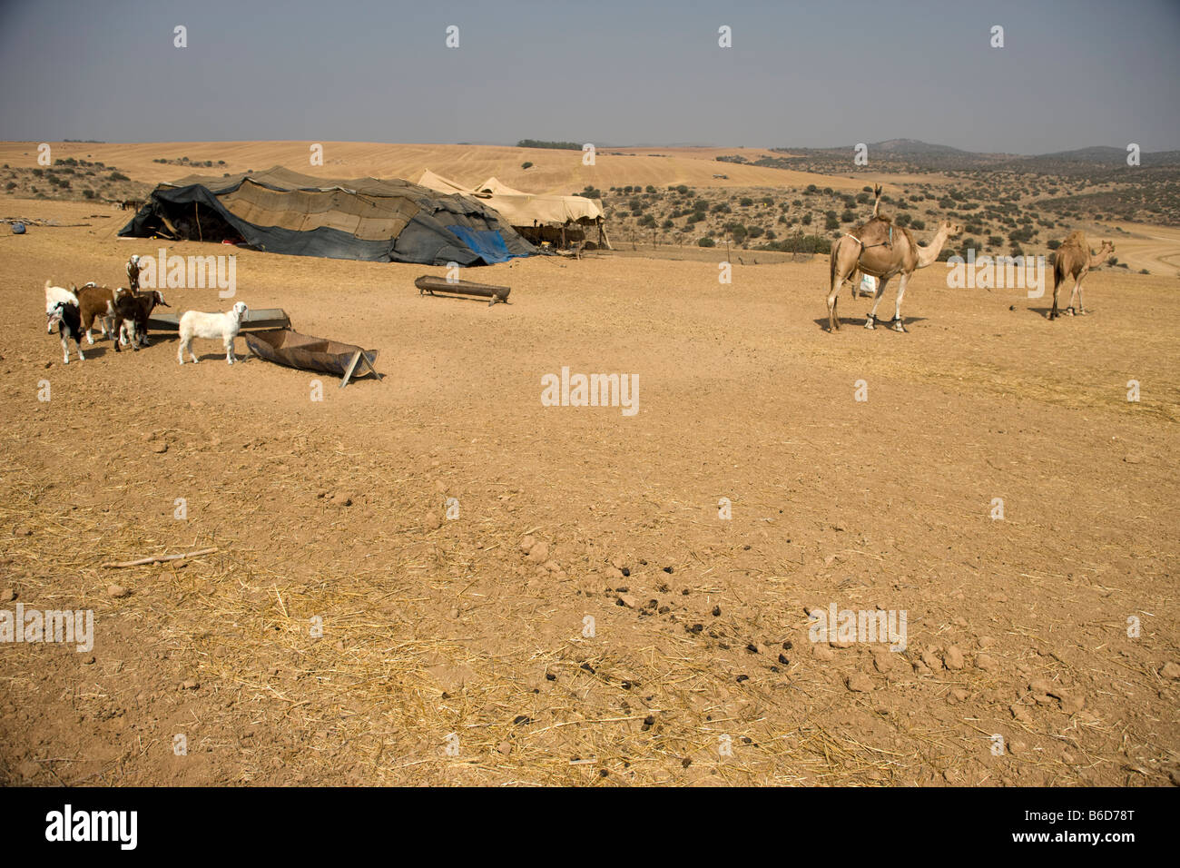 BEDUINEN ZELT FELDLAGER IN STEINWÜSTE LACHISH HILLS ISRAEL Stockfoto