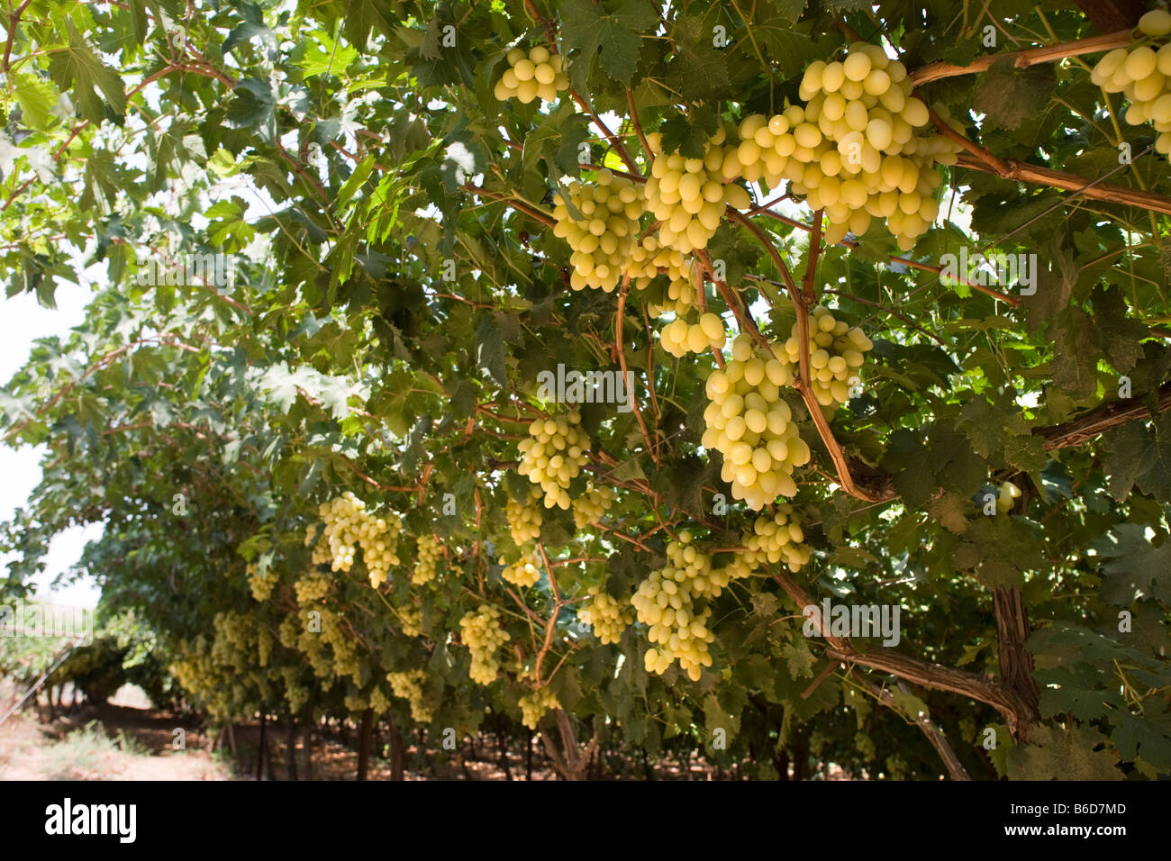 REIFE TRAUBEN VON OBST TRAUBEN REBEN LACHISH ISRAEL Stockfoto