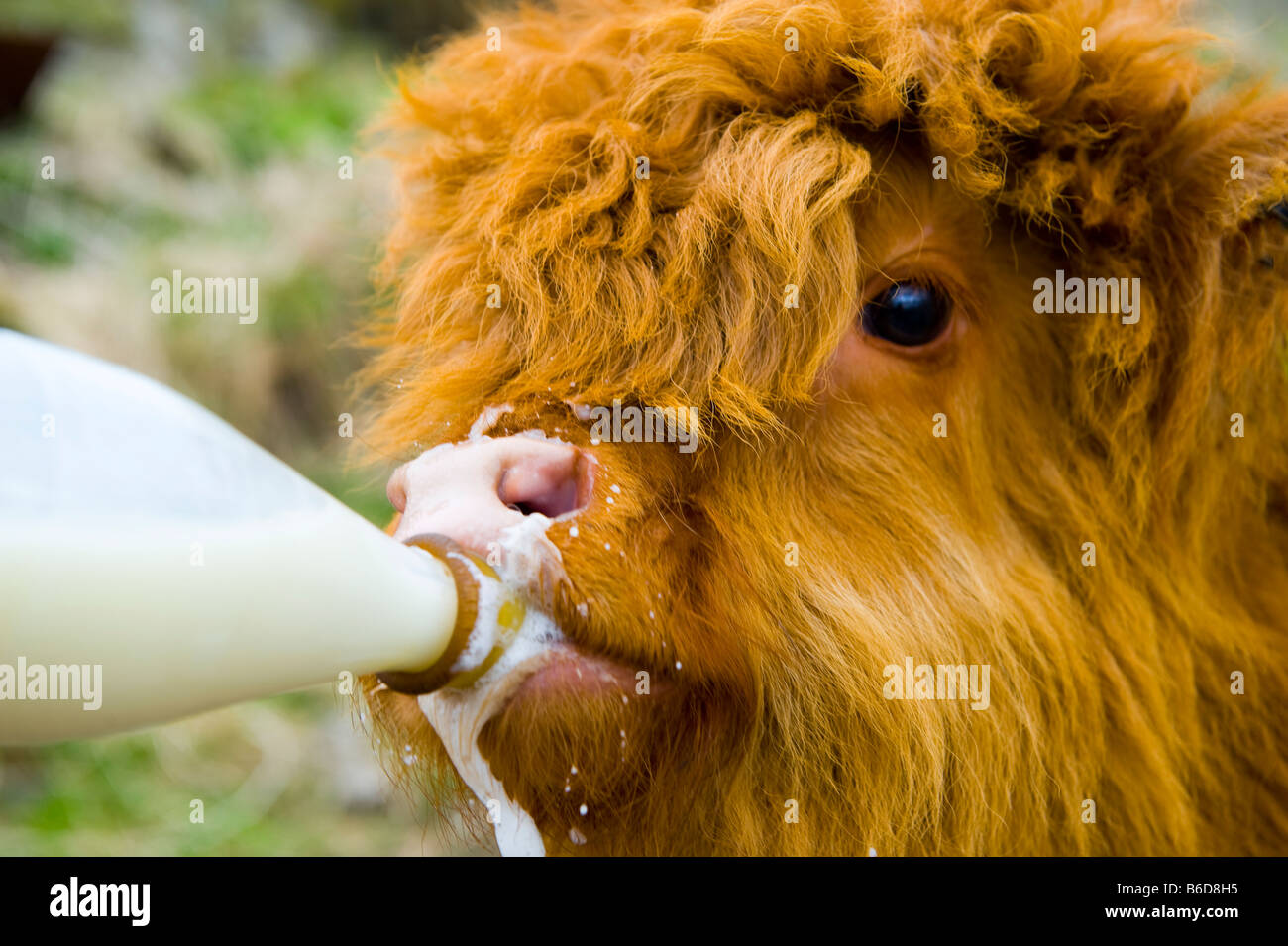 Highland Kuh Kalb wird Flasche gefüttert Stockfoto