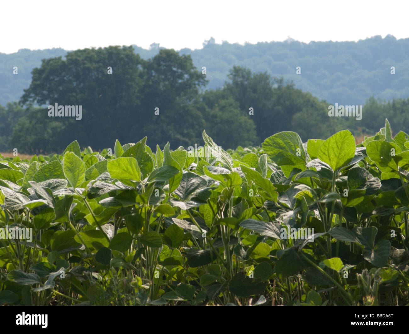 BEREICH DER KOMMERZIELLEN LANDWIRTSCHAFT SOJAPFLANZEN BEAN Stockfoto