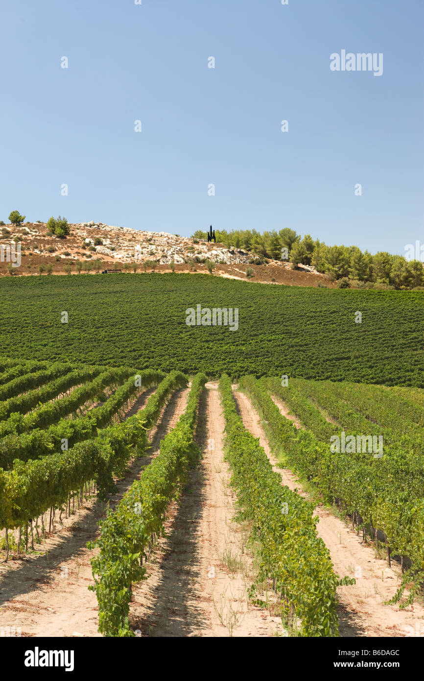 WEINBERGE IN DER NÄHE VON SAFED, UPPER GALILEE, ISRAEL Stockfoto