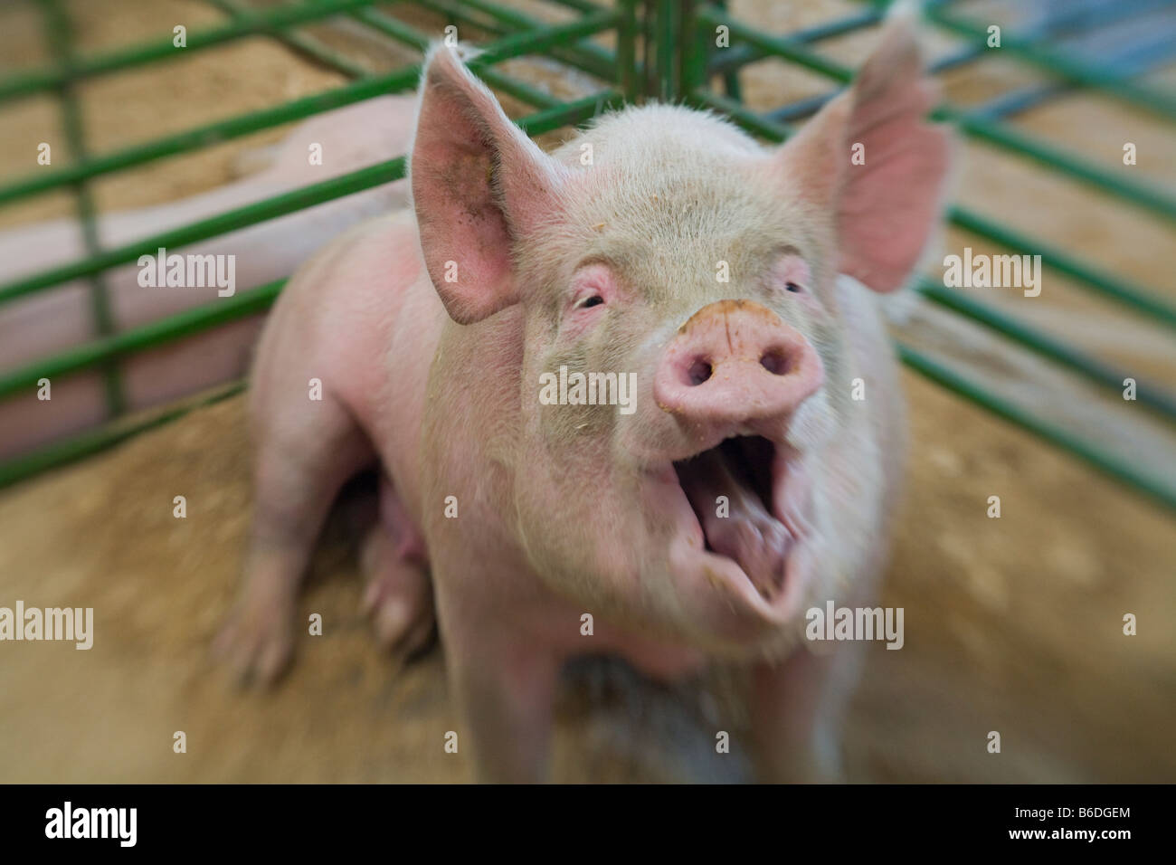 Schwein auf Americas Messe in Erie County in Hamburg New York Stockfoto
