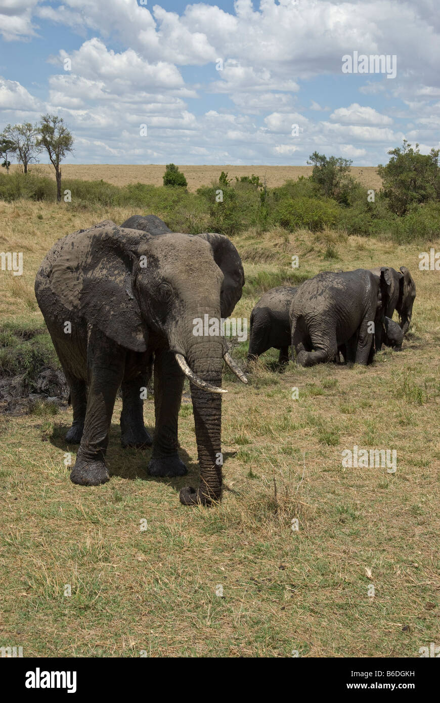 Elefanten mudbathing Stockfoto