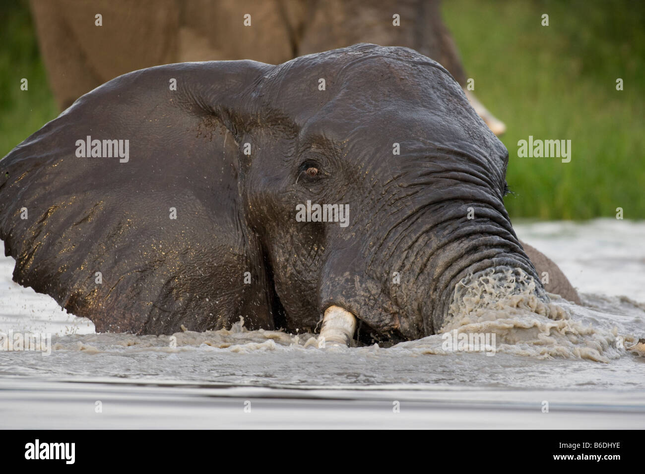 Afrika Botswana Chobe National Park Elefant Loxodonta Africana Baden im Teich am Savuti Marsh während der Regenzeit Stockfoto