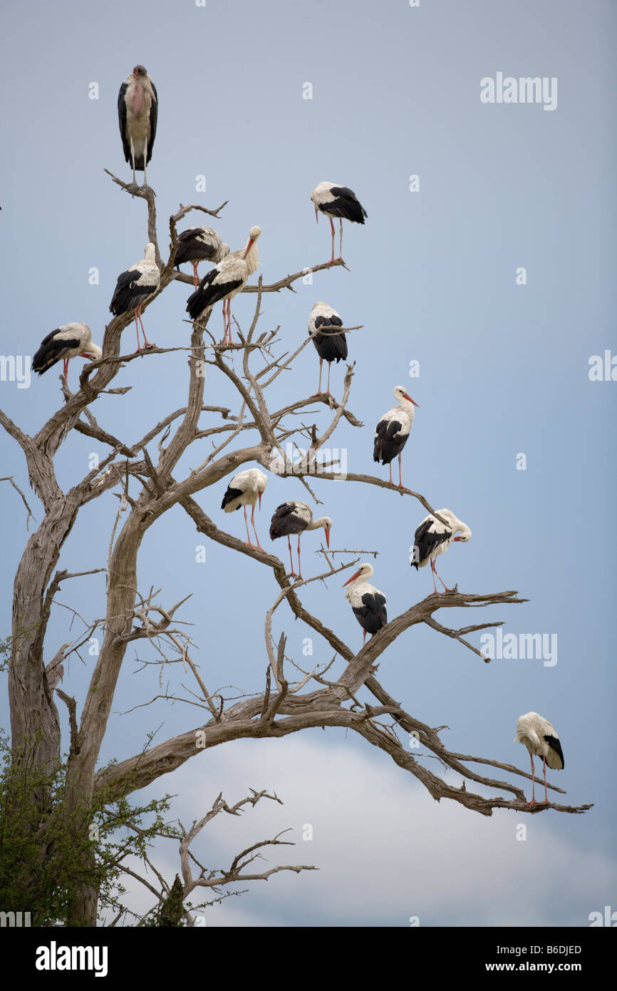 Afrika Botswana Nxai Pan Nationalpark Weißstörche Ciconia Ciconia ruht in Baum Stockfoto