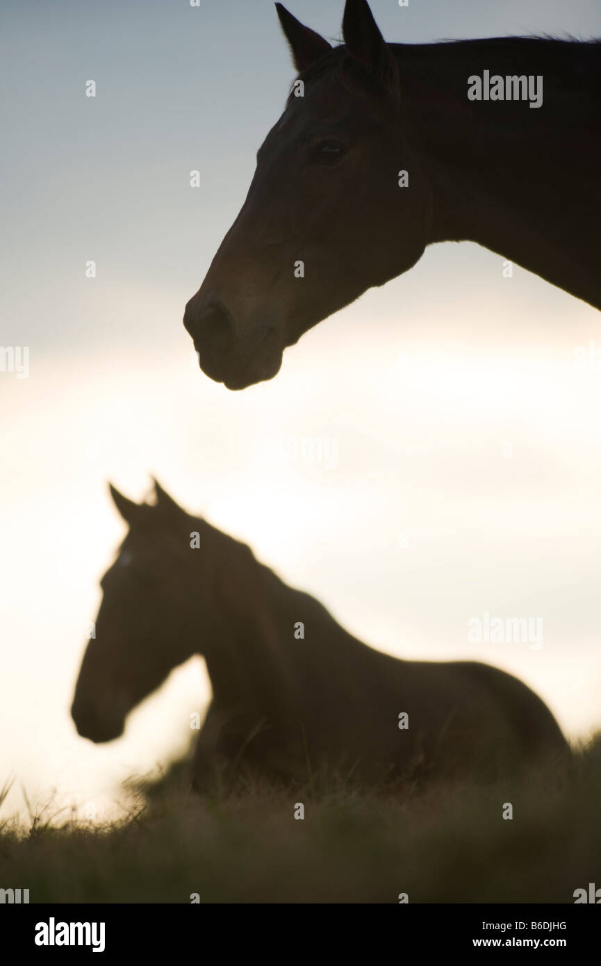 Silhouette der Pferde am Horizont in der Abenddämmerung bei stolzen Geist Horse Rescue Stockfoto