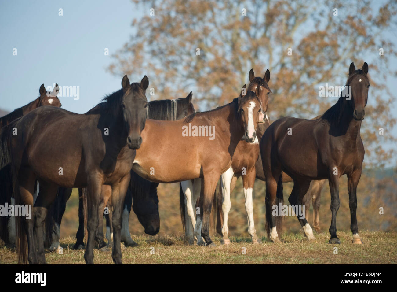 Pferde auf stolzen Sinn Pferd retten Arkansas Stockfoto