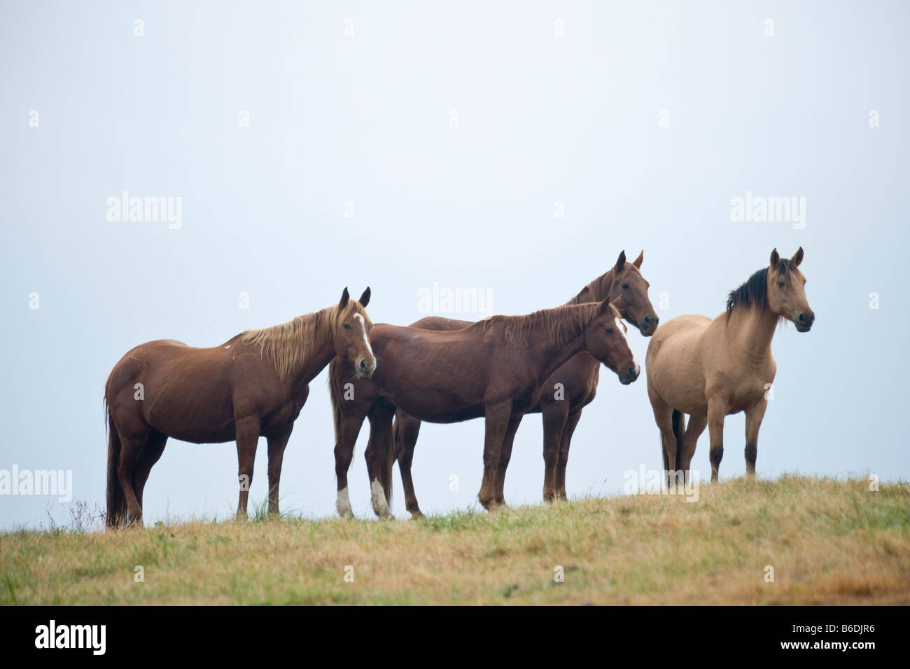 Herde von Pferden auf einem Bergrücken an stolz Spirit Horse Rescue Arkansas Stockfoto