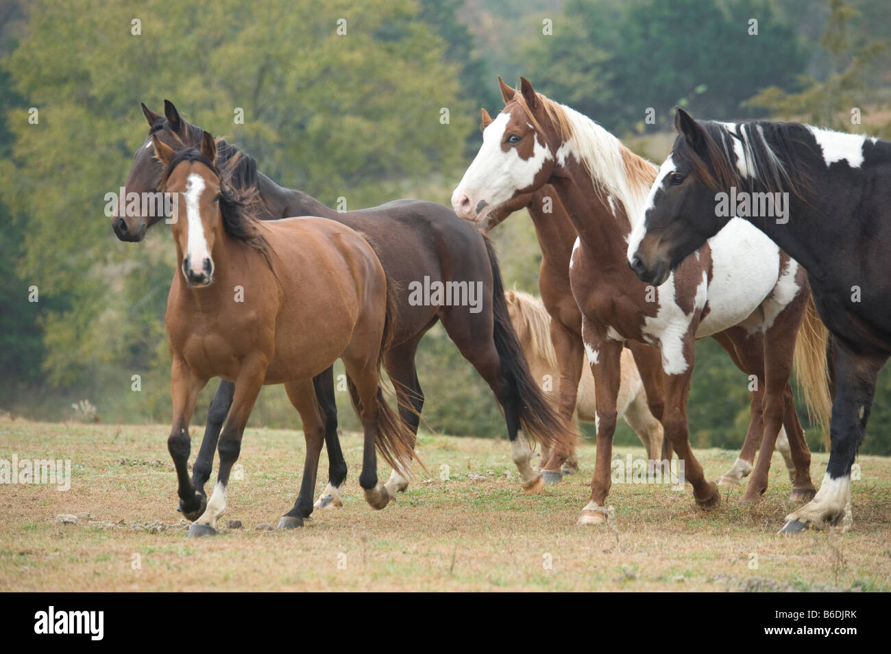 Herde von Pferden Rennen quer durch offene Weide bei stolzen Geist Horse Rescue Stockfoto