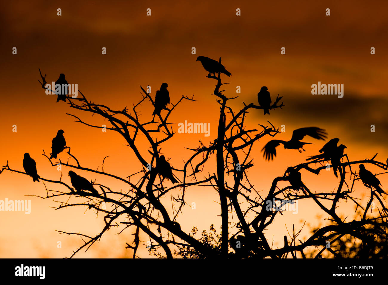 Afrika Botswana Nxai Pan National Park schwarz Drachen Milvus Migrans ruhen im Baum bei Sonnenuntergang Stockfoto