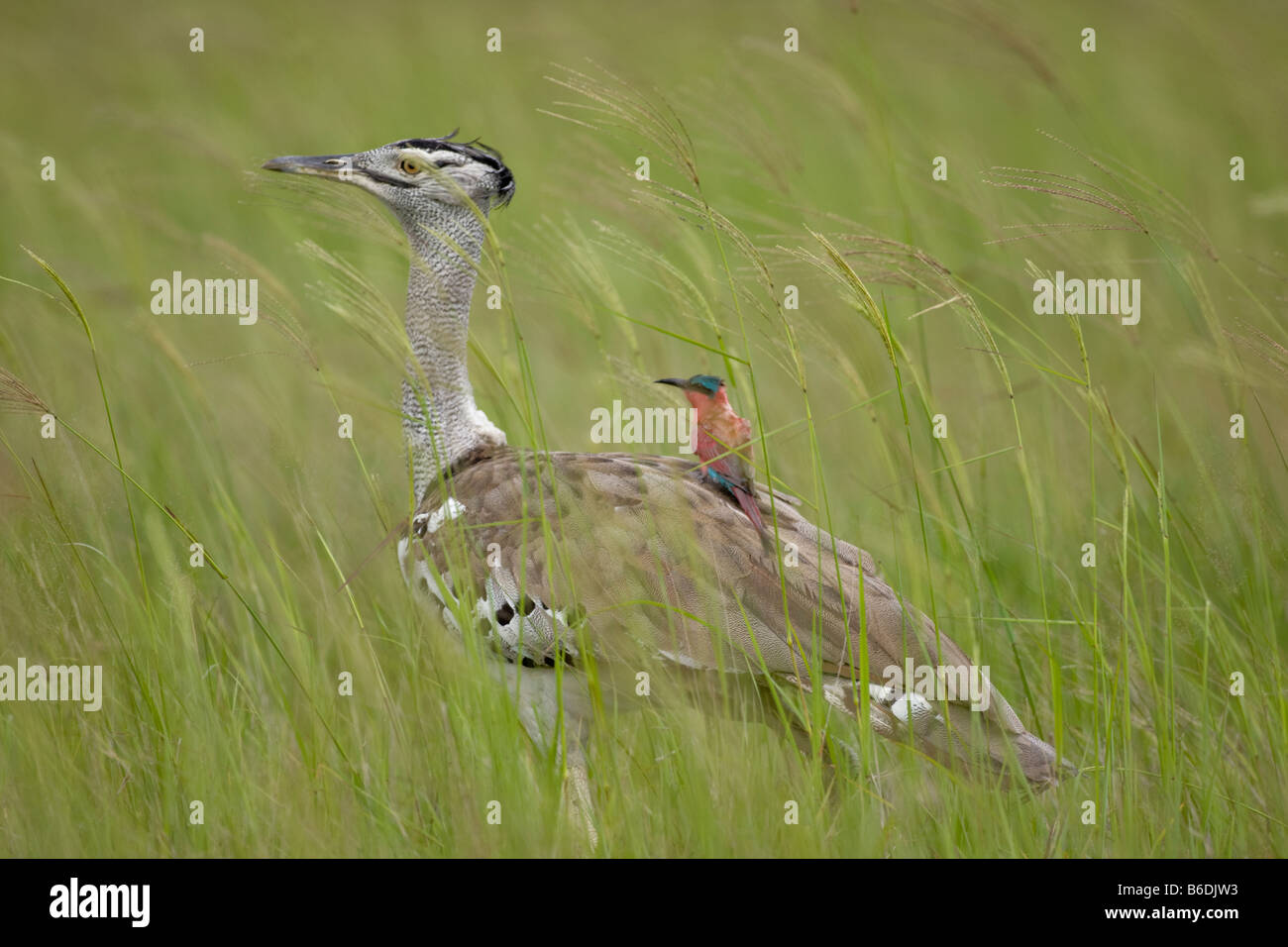 Afrika Botswana Chobe National Park Karmin Biene-Esser Merops Nubicus reitet auf Rückseite Kori Bustard Ardeotis Kori in Savuti Marsh Stockfoto