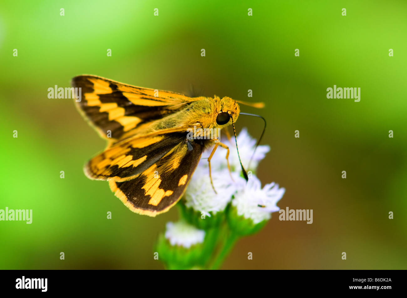 Die Detailansicht des feurigen Skipper auf Eupatorium Blumen Stockfoto