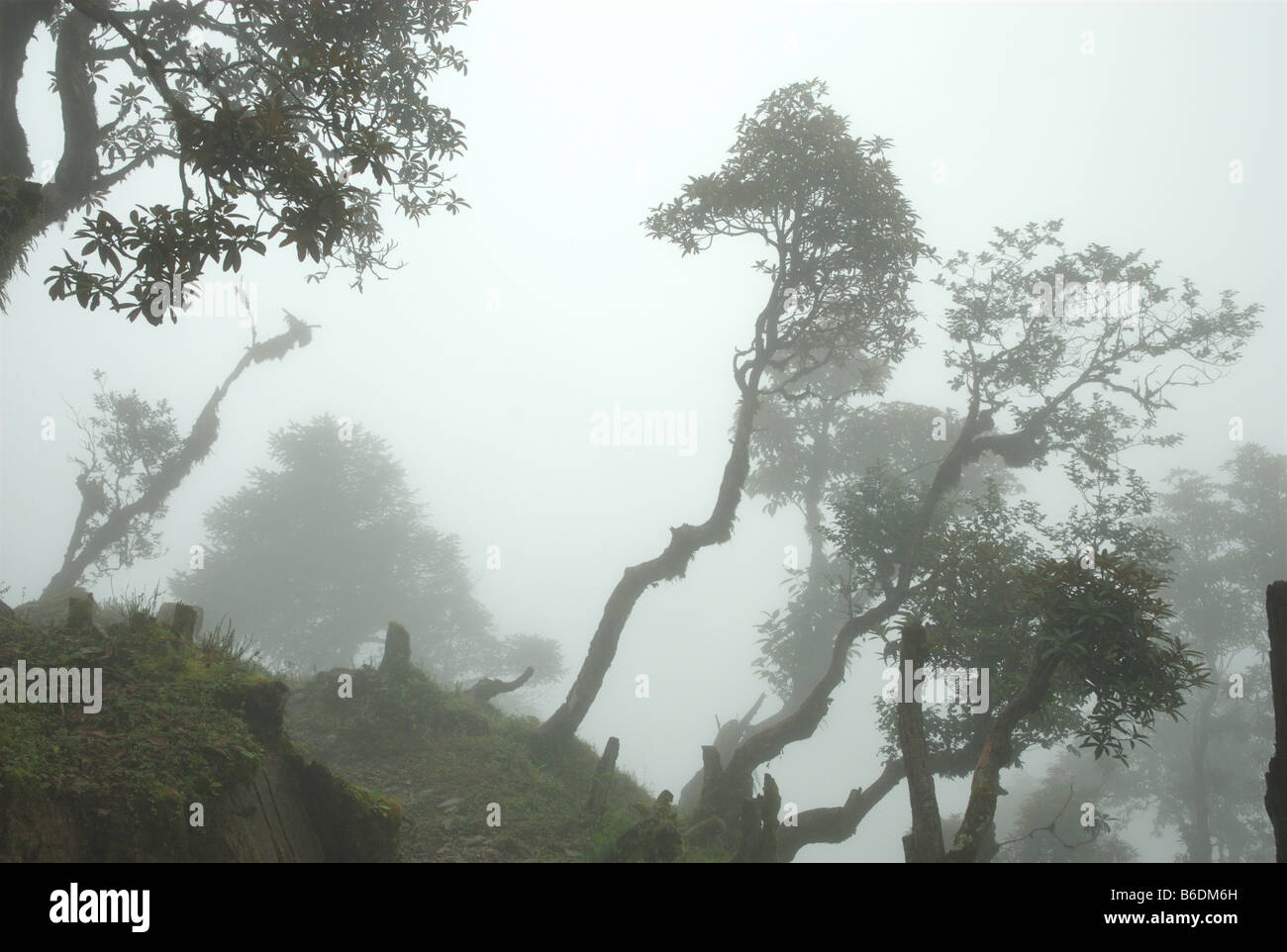 Rhododendron Wald abgeholzt wird für Brennholz, Jiri Bezirk, Nepal Stockfoto