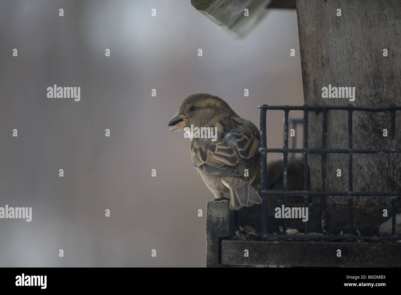 Weibliche Spatz Essen Samen aus der Station. Stockfoto