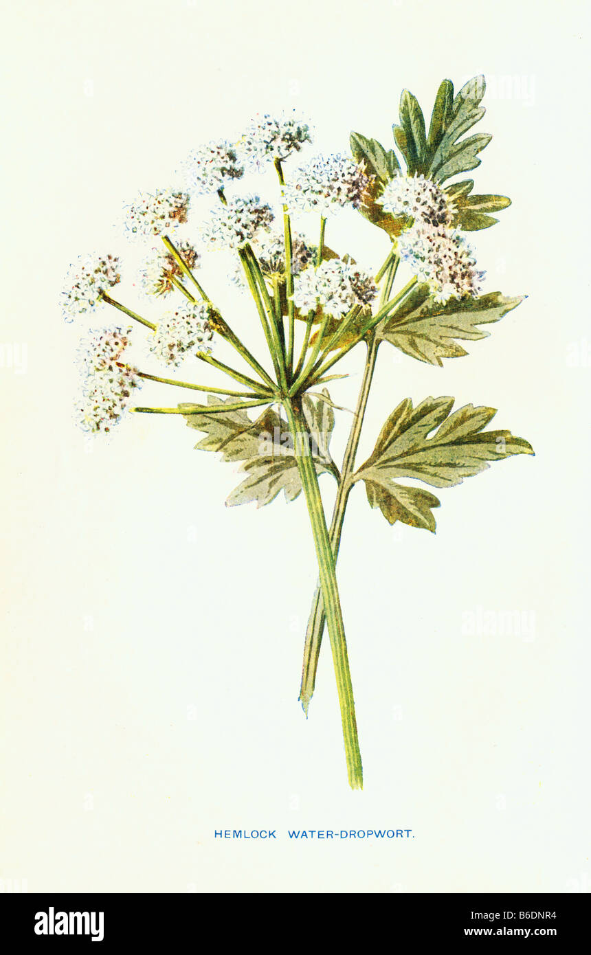 Hemlock Wasser asiatische Enanthe Erocata 19. Jahrhundert Illustration Frederick Edward Hulme b1841 d1909 Stockfoto