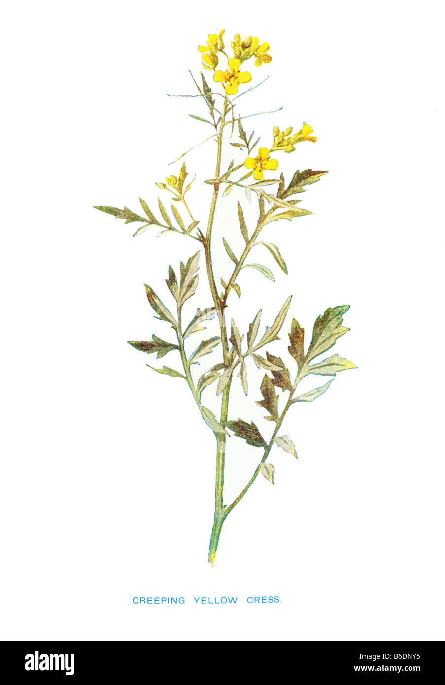 Schleichende Yellow Cress Kapuzinerkresse Sylvestre 19. Jahrhundert Illustration Frederick Edward Hulme b1841 d1909 Stockfoto
