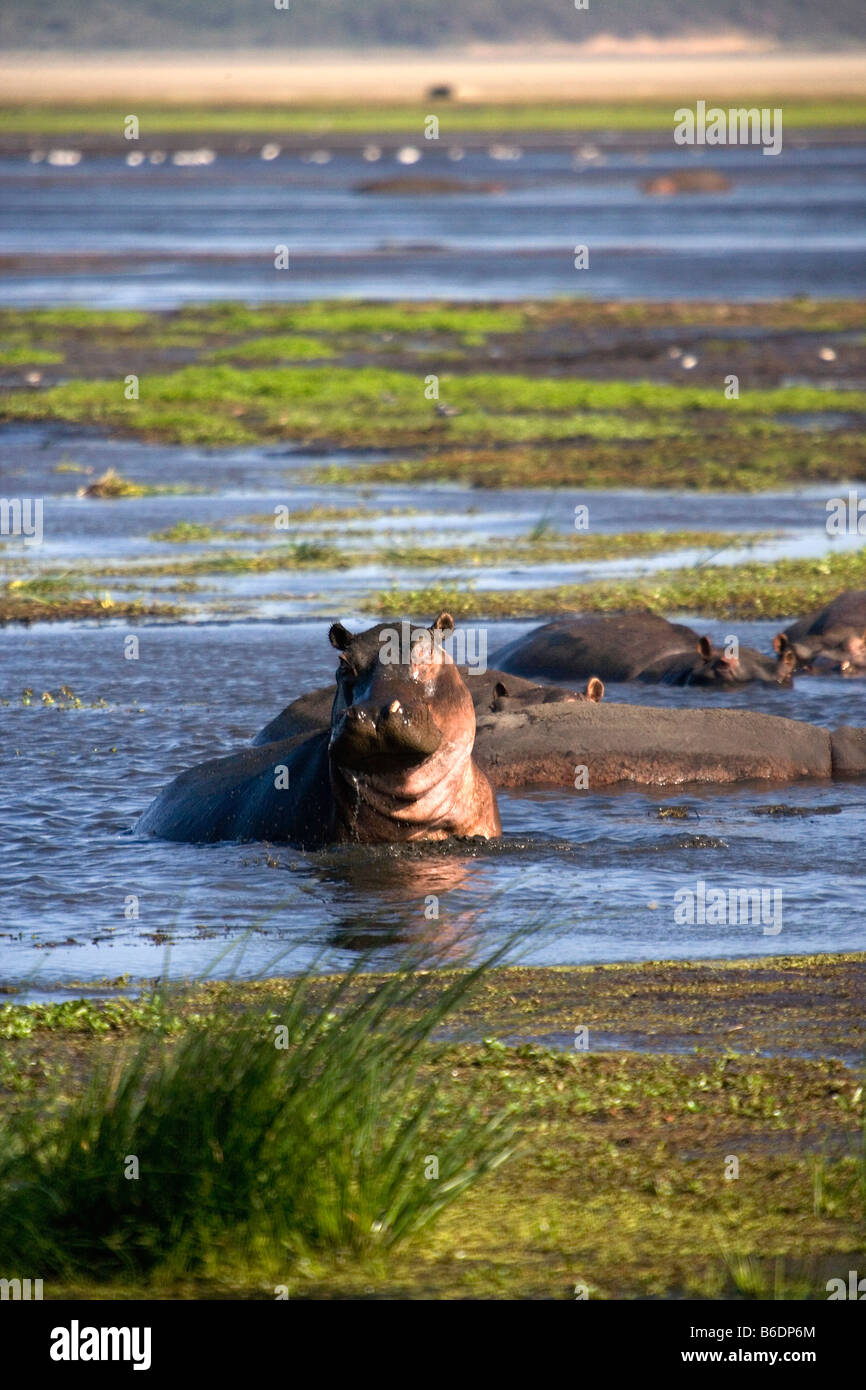 Südafrika, Sint Lucia, größere Sint Lucia Wetlands, Flusspferde (Nilpferd) Stockfoto