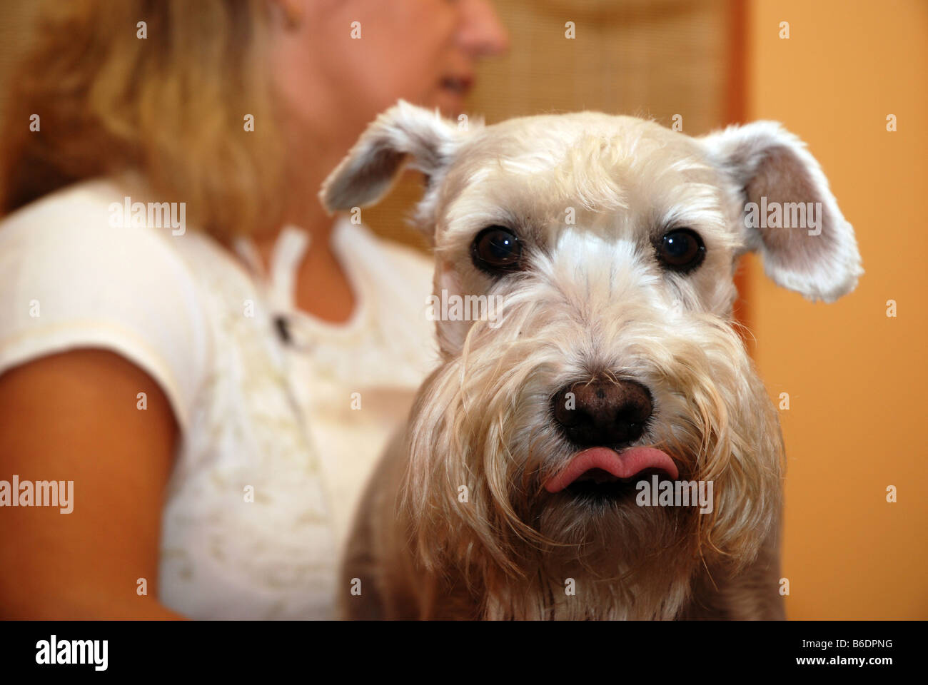 Haare schneiden bei einem Besuch im Schönheitssalon Hund wartet Zwergschnauzer Stockfotografie
