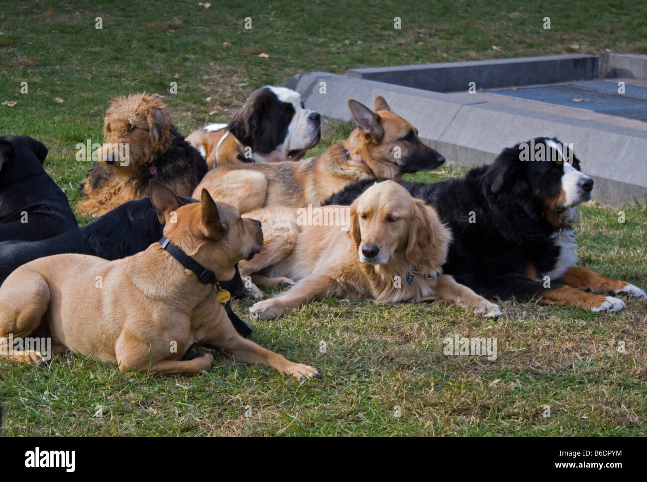 Canines Stockfotos und bilder Kaufen Alamy
