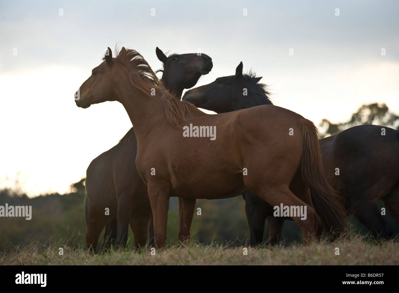 Silhouette der drei Pferde am Horizont in der Abenddämmerung bei stolzen Geist Horse Rescue Stockfoto