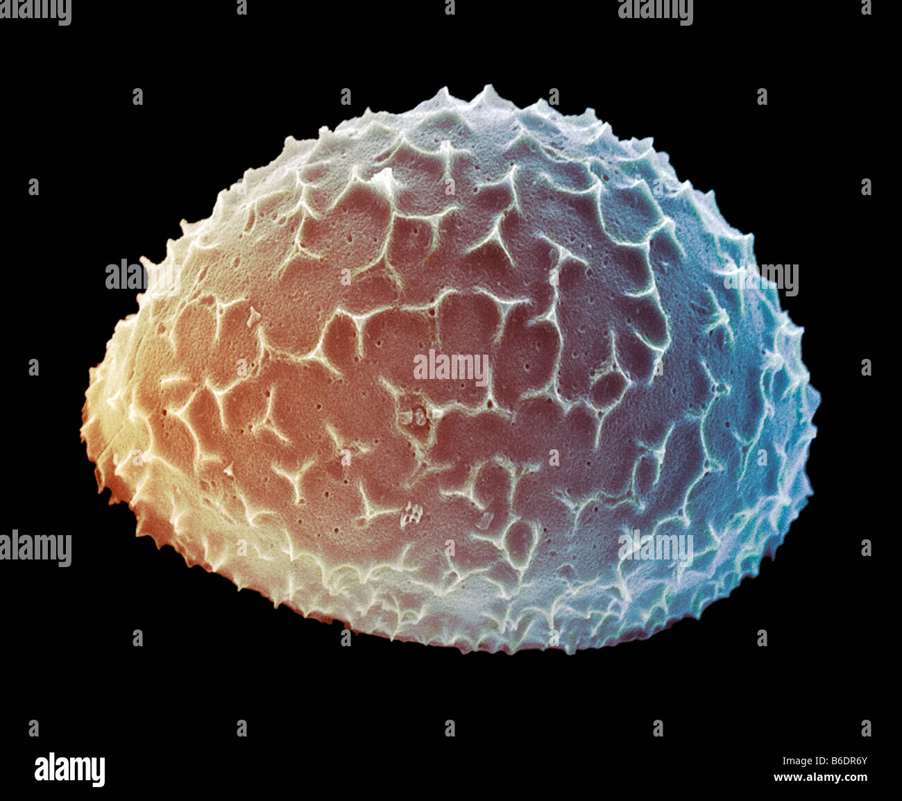 Liradiscus SP. Plank Tonikum einzelligen Algen Frustule (mineralisierten Zellwand) enthält Kieselsäure bietet Schutz und Unterstützung Stockfoto