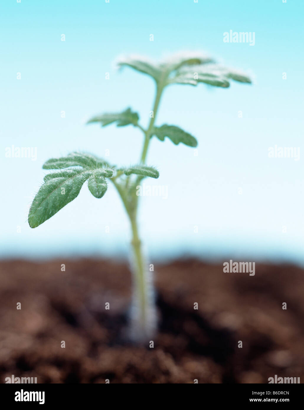 Junge Tomatenpflanze. Stockfoto