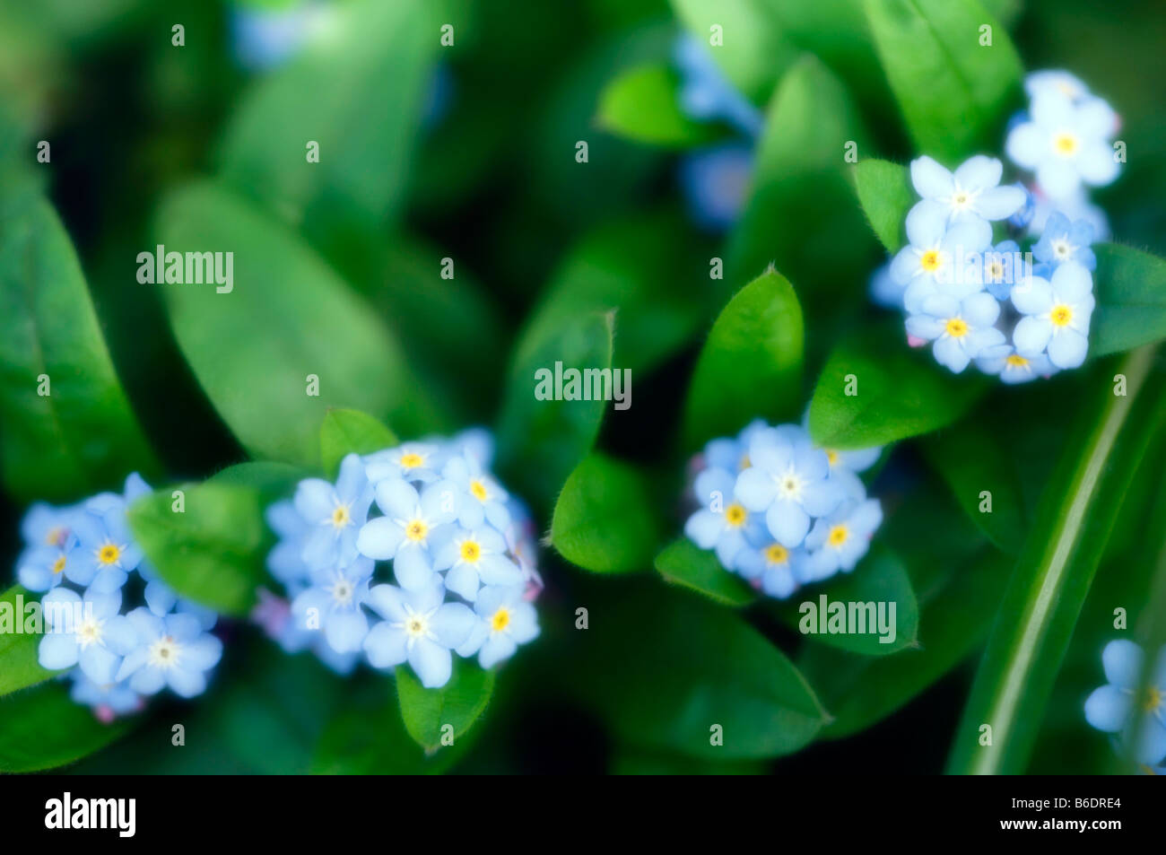 Blumen Vergissmeinnicht (Myosotis Arvensis). Fotografiert im April. Stockfoto