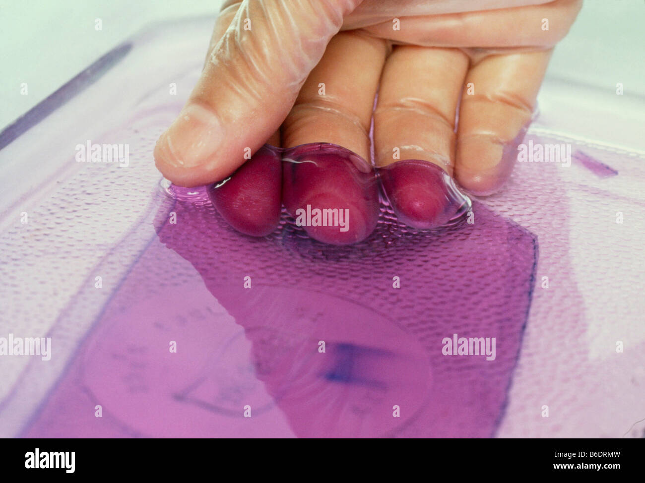 DNA-Elektrophorese Gel. Behandschuhte Hand hob ein Blatt Agarosegel-Elektrophorese Trennung von DNA verwendet. Stockfoto