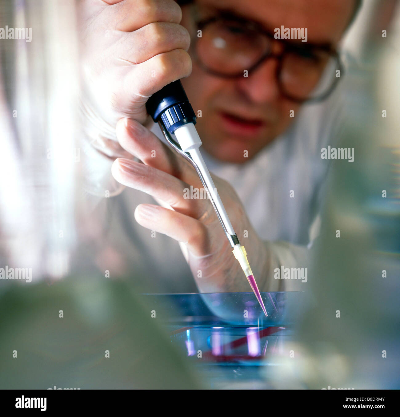 DNA-Elektrophorese. Forscher lädt eine DNA-Probe in einer Agarosegel für die Trennung von Elektrophorese. Stockfoto