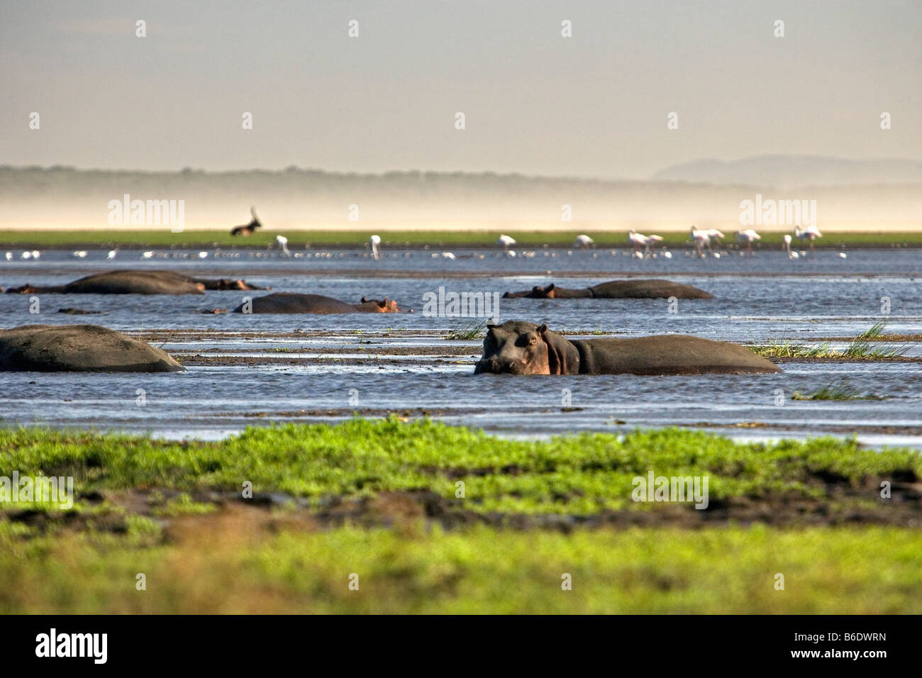 Südafrika, Sint Lucia, größere Sint Lucia Wetlands, Flusspferde (Nilpferd) Stockfoto