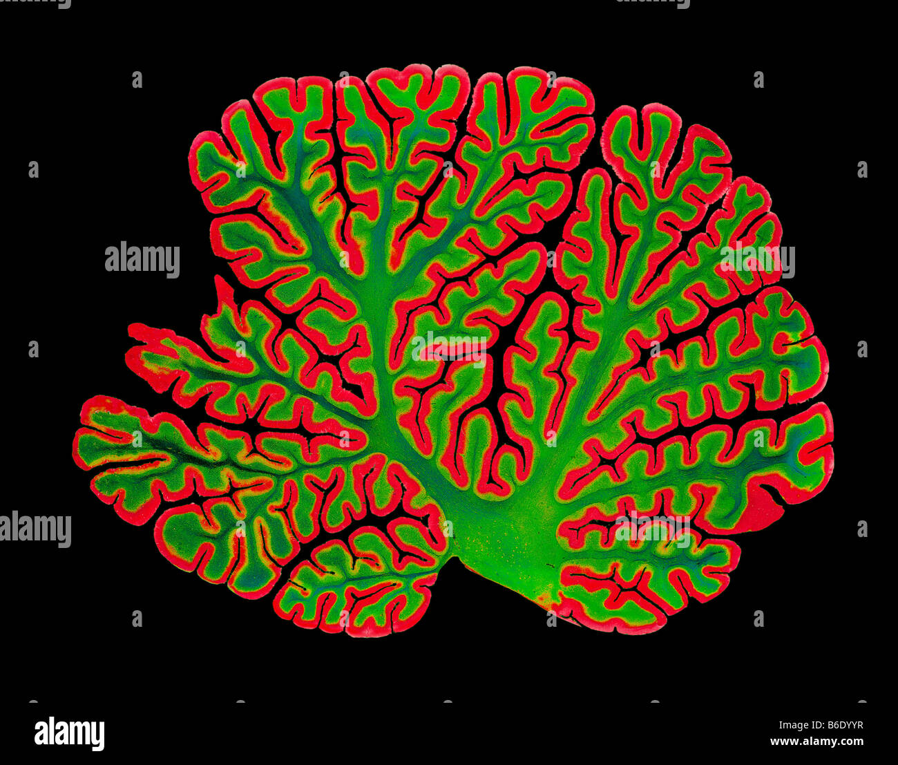 Kleinhirn-Struktur. Farbiges Licht Schliffbild eines Abschnitts durch die stark gefaltet Cerebellumof das Gehirn. Stockfoto